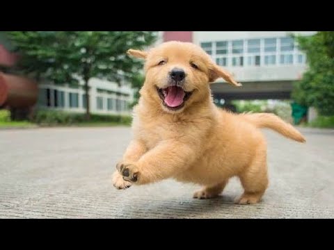 Funniest & Cutest Golden Retriever Puppies - 30 Minutes of Funny Puppy Videos 2020 #3