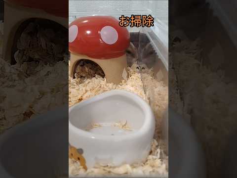 すみっコぐらしハムスター（ピク）#ハムスター #すみっコぐらし#可愛い#癒し#hamsters