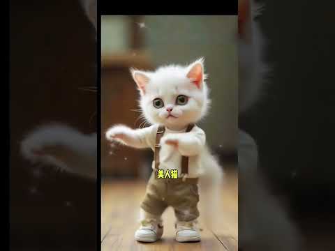 Subscribe❤😻🐾Cute kitten #108 #lovecats #cats #catvideos #kittens #catlover #princesscat #kitten