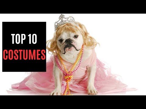 10 Adorable Halloween Costumes for Dogs!