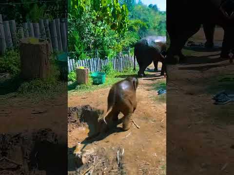 "Adorable Baby Elephant: A Journey of Wonder" #wildlife #fascinatingwildlife #catbreed