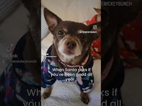 My dogs answering Santa 🎅 #shorts #cutedogs