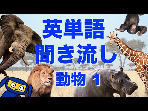 英単語　聞き流し　動物 １　英語　リスニング