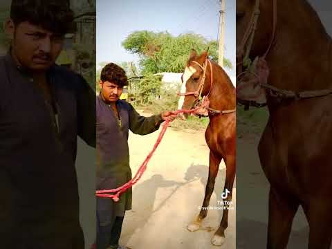 Syed horse official #horse part 1