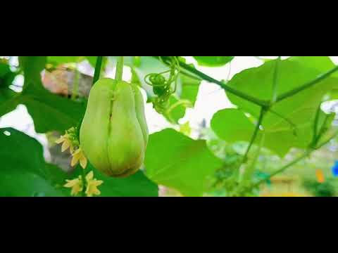 ಚಾಯೋತೇತರಕಾರಿ | ಸೀಮೆ ಬದನೇಕಾಯಿ     Chayo vegetable | KA53YTROHITH