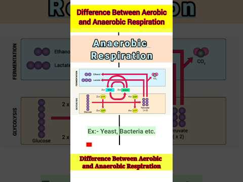 Difference Between Aerobic and Anaerobic Respiration | Respiratory System | #Biology #Science #Short