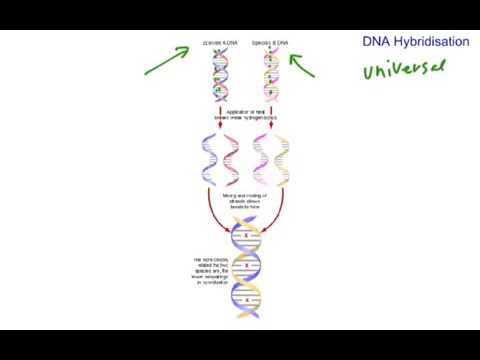 DNA hybridisation