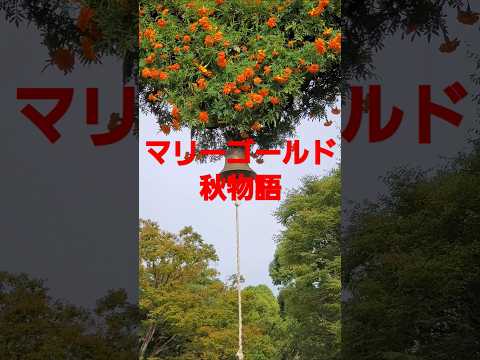 マリーゴールド秋物語(あいみょん)2024 満開の長居植物園  #music #flowers #マリーゴールド #あいみょん #osaka #song  #長居植物園 #癒し