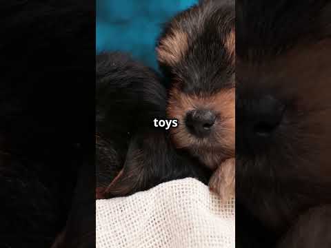 Adorable Yorkshire Terrier Puppies Playing