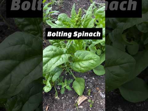 Bolting Spinach