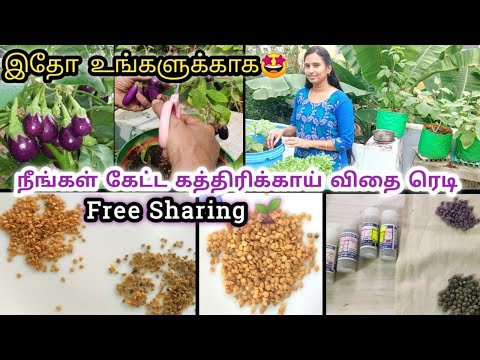 Maadi thottam seeds sharing🏡நீங்கள் கேட்ட கத்திரிக்காய் விதை ரெடி 👍 மாடித்தோட்டம் விதைகள்🌱