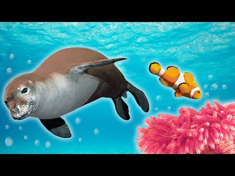 Ocean Animals for Kids - Whales, Sea Otter, Orca, Sea Lion + more