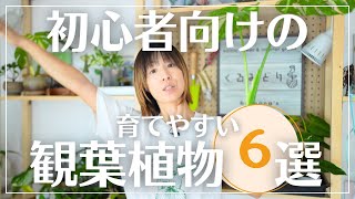 【育てやすい品種揃えました】観葉植物初心者に選んでほしい植物6選#観葉植物