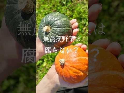 無農薬野菜は腐るのか　#shorts #無農薬野菜 #自然栽培