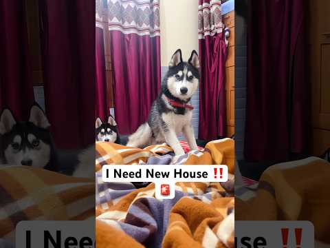 Cutest dog in the world 🚨👀 #shorts #dog #husky #trendingsongs