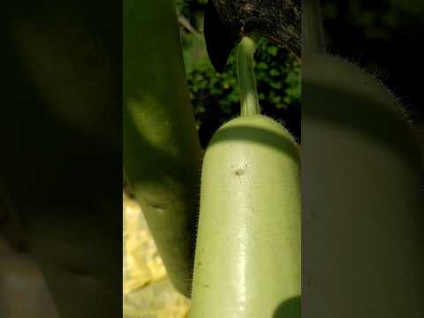 Organic Vegetables Harvesting #patience is the key #organicvegetables #gardening #vegetables