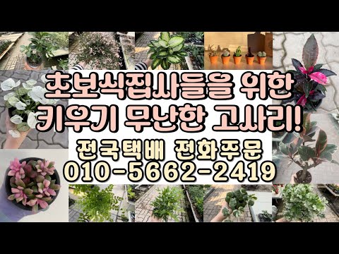 초보 식집사님들도 키우기 무난한 고사리과 식물