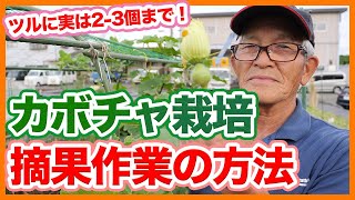 家庭菜園や農園のカボチャ栽培で育てて良い実はツルに2-3個まで！摘果作業で糖度の高いカボチャの育て方を徹底解説！【農家直伝】Pumpkin fruit thinning tips