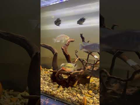 #freshwater #fishtank #viralvideo #aquascape #fishtanktour ##fish #trending ##shorts #youtube #like