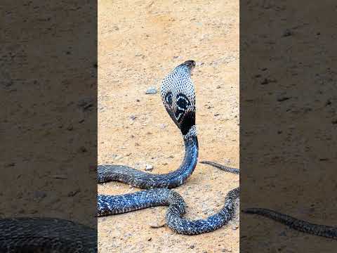 Arabian Cobra: Facts You Need to Know! #snake #cobra #arabian