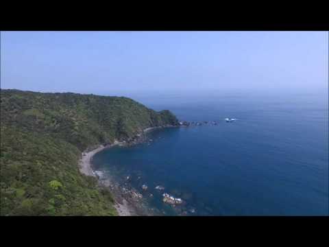 高知 浦ノ内湾　トンビが！