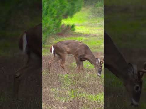 How old is this whitetail buck? [give us your guess!]  | N1 Outdoors