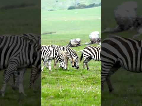 Mind-Blowing Zebra Facts in Under 1 Minute! Why Are Zebras So Unique?