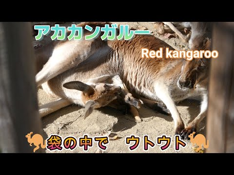 アカカンガルー　🦘袋の中で　ウトウト🦘（東山動植物園）Red kangaroo （Higashiyama Zoo and Botanical Garden in Nagoya city Japan）