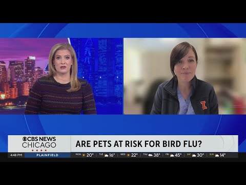 Protecting your pets from bird flu