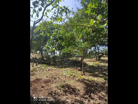 Klimang Tagaytay, Alfonso Cavite, Lot for Residential or Farm for Sale Starting at P3500/SQM