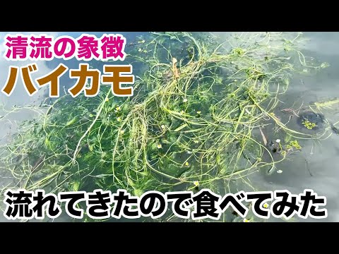 清流の象徴バイカモ　流れてきたので食べてみた