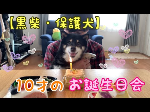 【黒柴・保護犬＃54】10才のお誕生日会