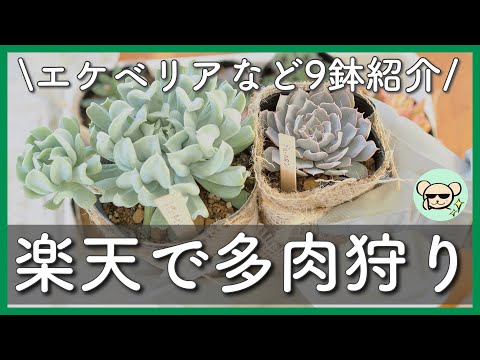 【ネットで多肉狩り】エケベリアなど9鉢を紹介【多肉植物専門店・VISTA】