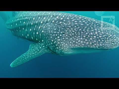 Spearfishing in Amed (Bali, Indonesia) - Whaleshark encounter!