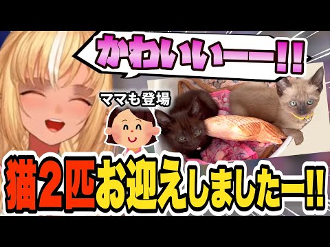 【フレアママも登場】愛猫2匹を紹介してくれるフレア【不知火フレア/ホロライブ/切り抜き】