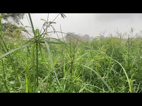 상쾌한 아침을 여는 힐링음악🌲하루10분 만병을 치료 해주는 힐링 명상 기치료 음악 및 영상 - 아침음악, 힐링음악, 명상음악, 스트레스해소음악