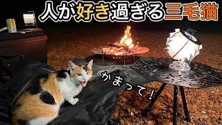 人に懐きすぎた三毛猫とソロキャンプ！可愛すぎて癒されました♪【野良猫】