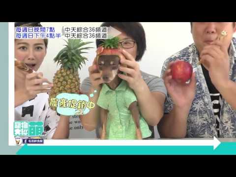 寵物大聯萌#29 20秒PROMO