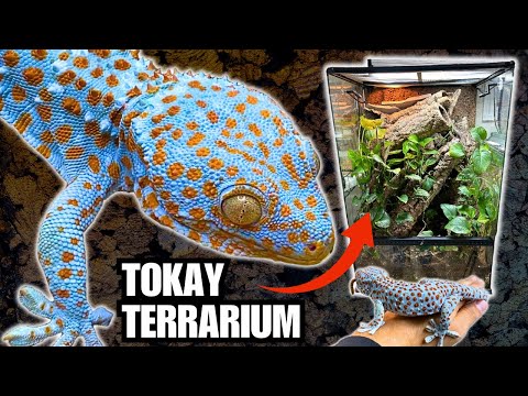 UPGRADING THE TOKAY TERRARIUM + TAMING MY TOKAY GECKOS WITH FOOD