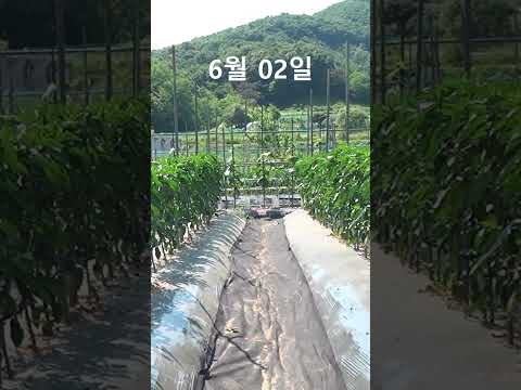 풀을 비료로 만드는 게으른 농부의 지혜 #shorts  #farming #gardening #garden