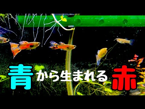 グッピー3ヶ月飼ったら。