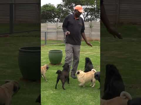 The dog days are over: A Benoni couple has opened their home to hundreds of pugs