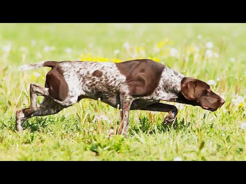 German ShortHaired Pointer - Hunting Dog