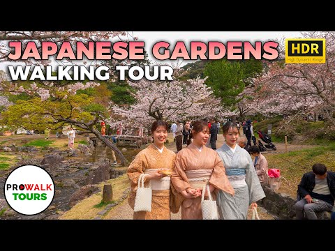 Kyoto Cherry Blossom Walk – 4K Walking Tour Japan