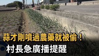 蒜才剛噴過農藥就被偷！ 村長急廣播提醒偷蒜賊－民視新聞