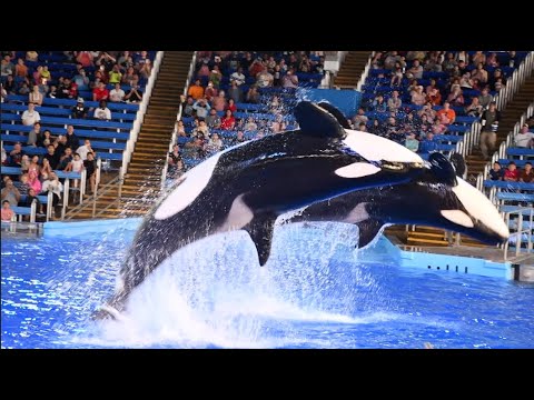 Orca Encounter (Full Show) - SeaWorld San Antonio - March 15, 2024