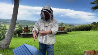 New to Flow Hive beekeeping? Here is how to get started