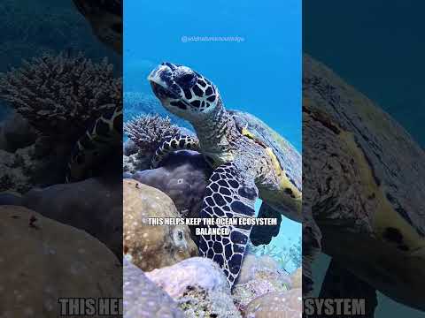 The Magnificent Hawksbill Sea Turtle