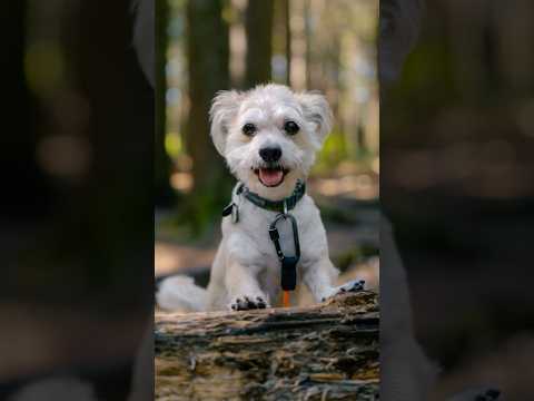 Photographing my dog in the forest 🌲📸