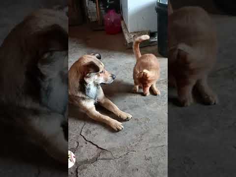 #funnyanimlas #dog #funny #cat